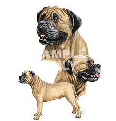 Bullmastiff 1