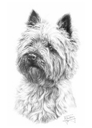 Cairn terrier