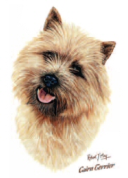 Cairn terrier study