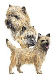 Cairn terriers