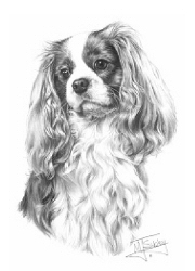 Cavalier King Charles spaniel