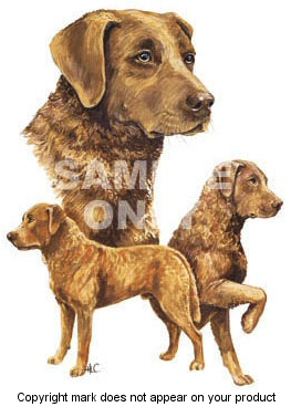 Chesapeake Bay retriever - 352