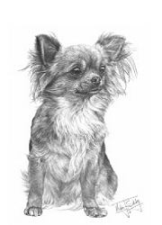 Chihuahua study