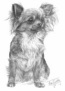 Chihuahua - 13182