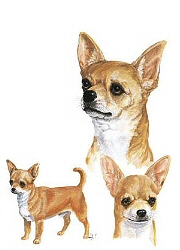 Chihuahua group
