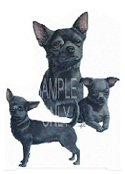 Black chihuahua