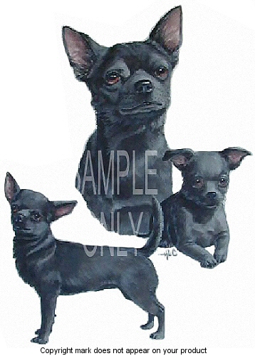Chihuahua group - 439
