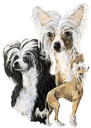 Chinese crested dog - 379