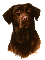 Chocolate labrador portrait