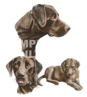Chocolate labradors