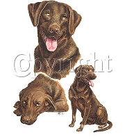 Chocolate labrador group