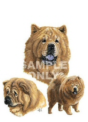 Chow chows