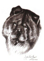 Chow chow - 6216
