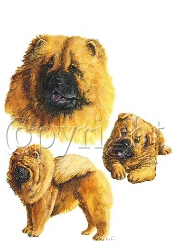 Chow chow - 6402