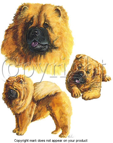 Chow chow - 6402
