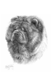 Chow chow study