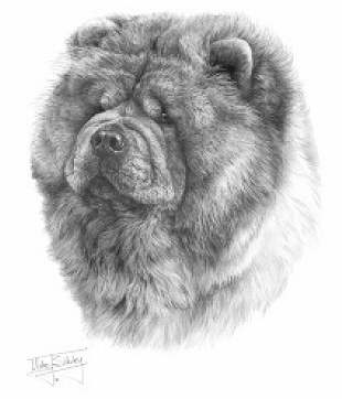 Chow chow