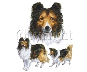 Collie group