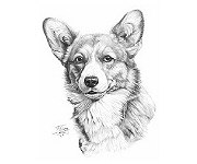Corgi head