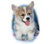 Corgi study 