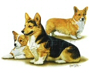 Corgi group