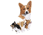 Pembroke Welsh corgi