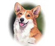 Corgi
