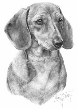 Dachshund - 13283
