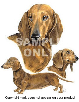 Dachshunds - 337