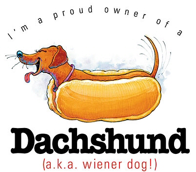 Dachshund - 8472