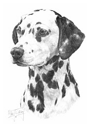 Dalmation