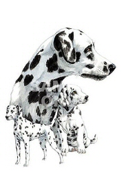 Dalmations