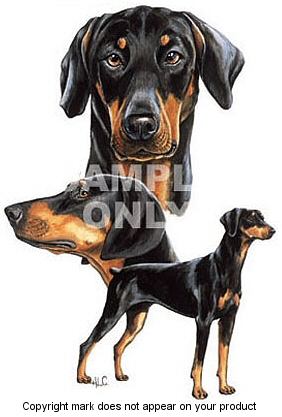 Doberman - 406