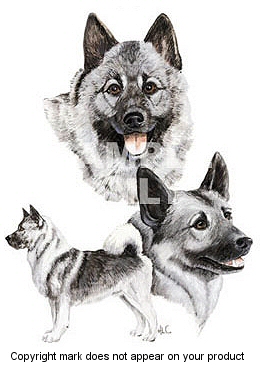 Norwegian elkhound - 359