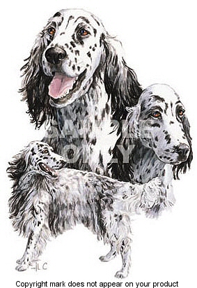 English setter - 381