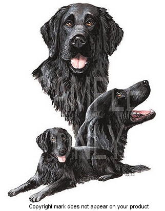 Flat coated retriever - 434