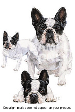 French bulldog - 382
