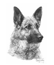 German shepherd study