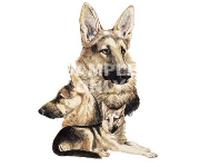 German shepherd family