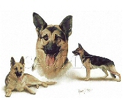 German shepherd group