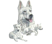 White German shepherd