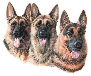 Black German shepherds