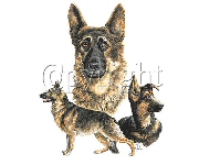 German shepherds