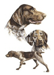 German shorthair pointer group