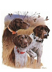 German shorthaired pointers