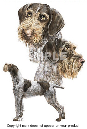German wirehaired pointer - 400