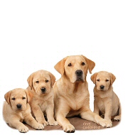 Golden labrador family
