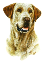 Golden labrador portrait
