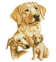 Golden labradors