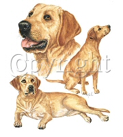 Golden labrador group